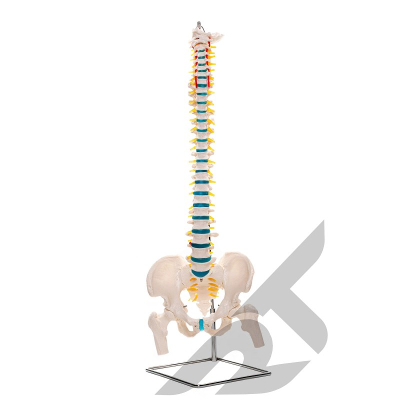 Model anatomiczny kręgosłupa człowieka z miednicą 1:1 86CM