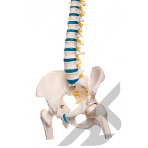 Model anatomiczny kręgosłupa człowieka z miednicą 1:1 86CM