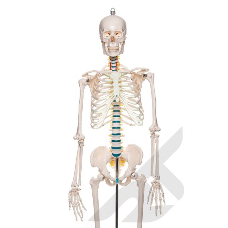 Szkielet człowieka 180 cm 1:1 model anatomiczny